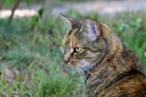 カメラ購入に迷ってる人向けのアドバイスは何ですか？