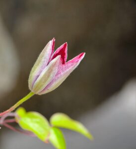 初心者におすすめのカメラ撮りやすい機種ランキングは？