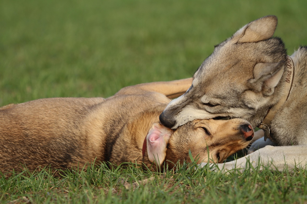 自分なりのカメラ選びで優先順位をどう書き出す方が良い？