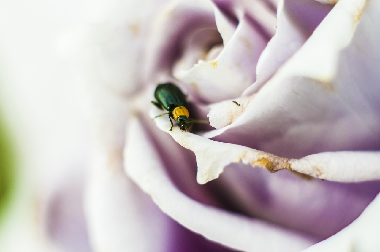 静物撮影に最適なメインの人向きカメラはどれ？