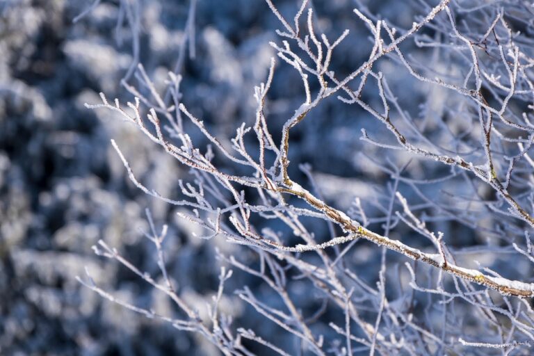 雪景色がきれいに撮れるカメラの条件は？