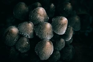 料理写真が暗くなる原因とその設定方法は？