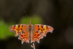 APS-Cとマイクロフォーサーズの比較で知っておくべきメリットとデメリットは？