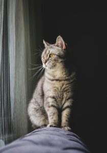 ポートレート撮影での手ぶれ補正、ボディ内とレンズ内はどっちが向いている？