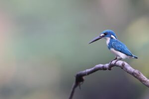 野鳥撮影はAPS-Cとマイクロフォーサーズどっちが向いている？